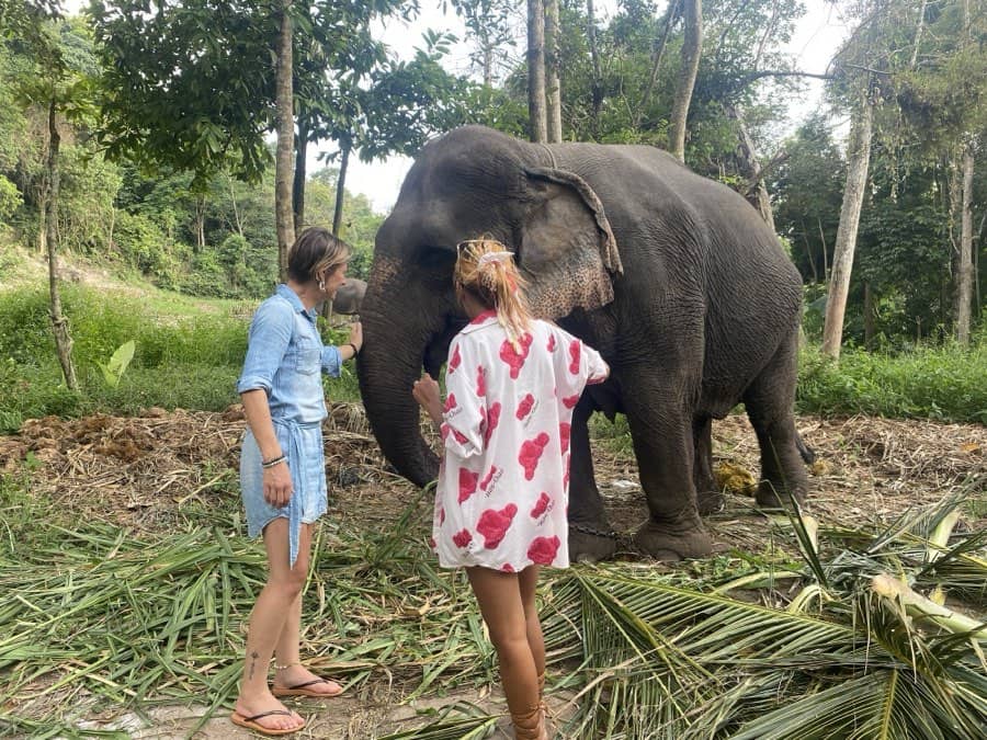 Hand-feeding a rescued elephant near Khanom