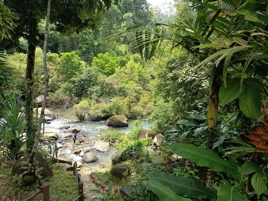 A bamboo raft on a jungle river near Khao Lak