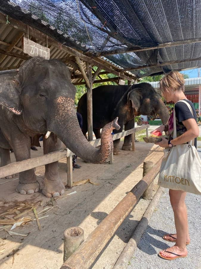 Hand-feeding a rescued elephant at an ethical-care sanctuary