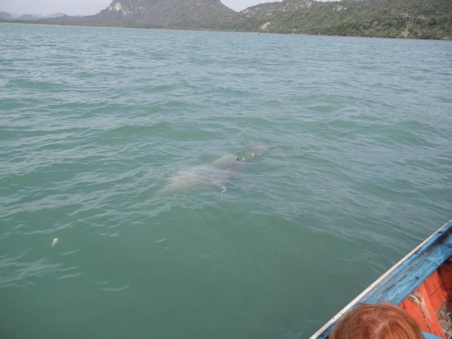 Khanom pink dolphin surfacing beside a longtail boat