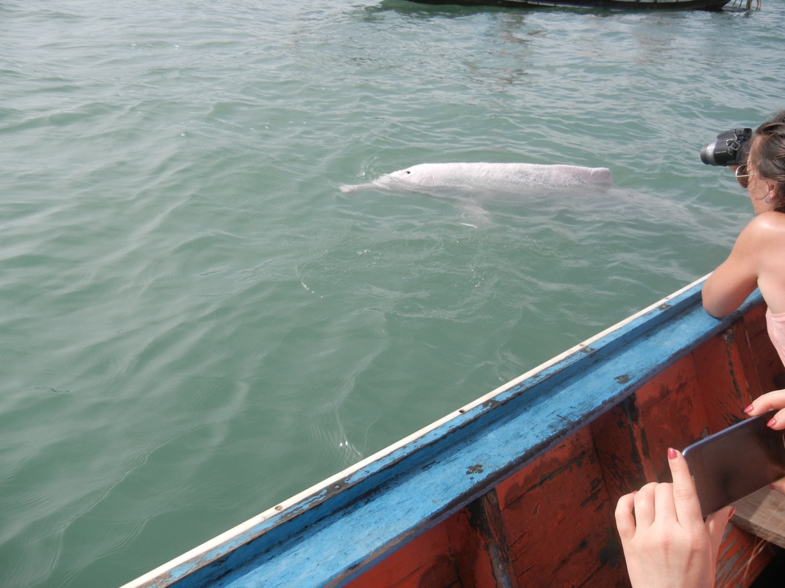 A pink dolphin surfacing near a longtail in the Khanom-Don Sak channel
