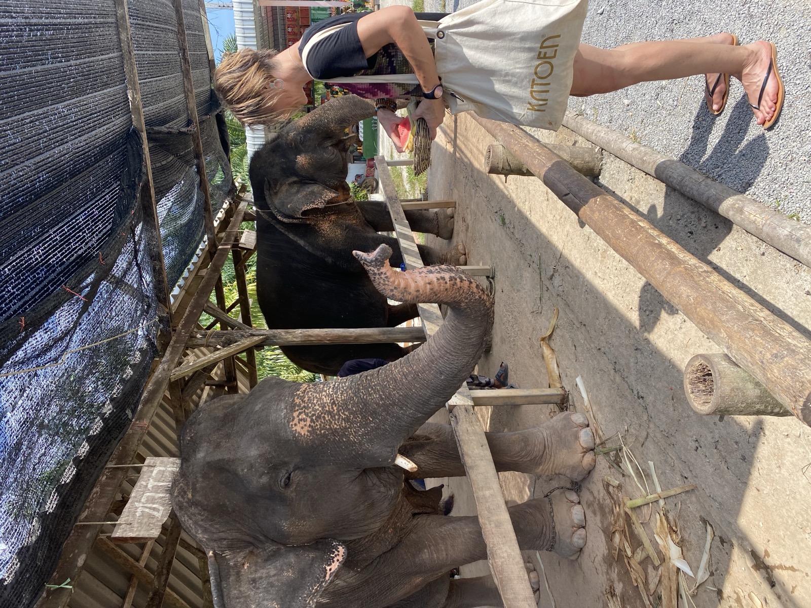 An elephant being cared for at a sanctuary, not ridden