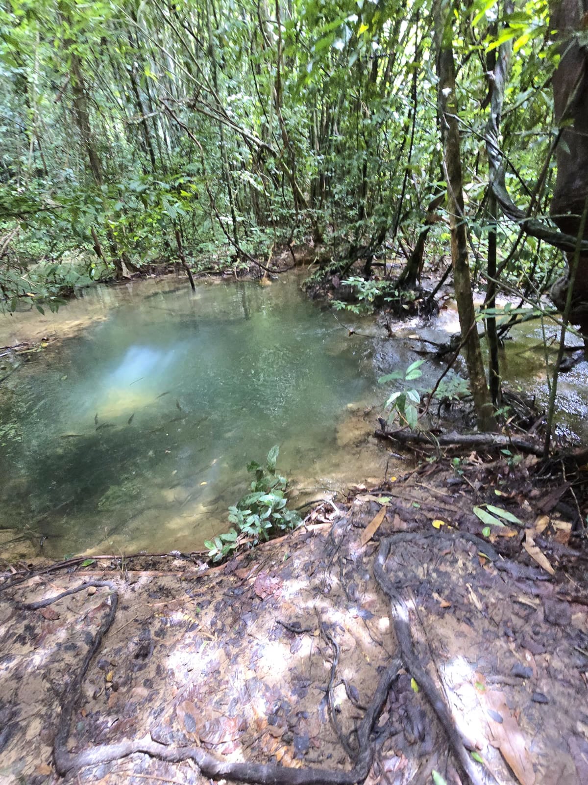 A clear jungle stream pool over tree roots in dappled light