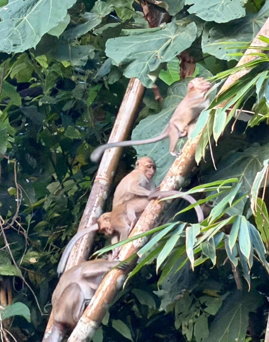 A spectacled langur in a bamboo tree on the Khao Sok nature trail